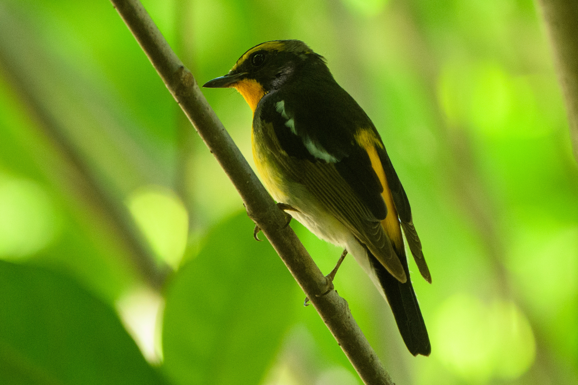 2024年3月8日(金) 多摩川トライアングルの野鳥観察記録 by