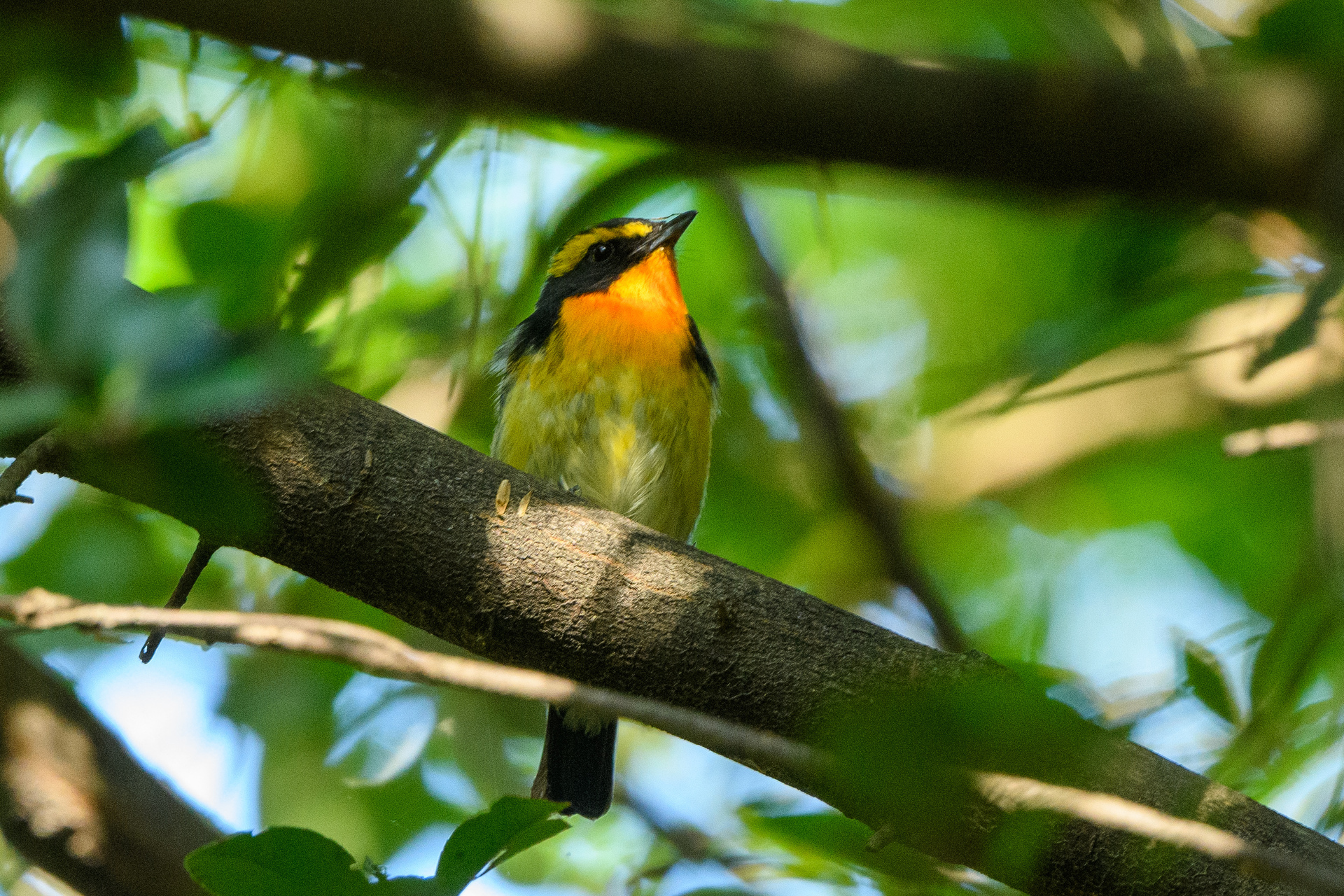 2024年5月3日 南港野鳥園でサンコウチョウ他: 還暦過ぎオヤジの