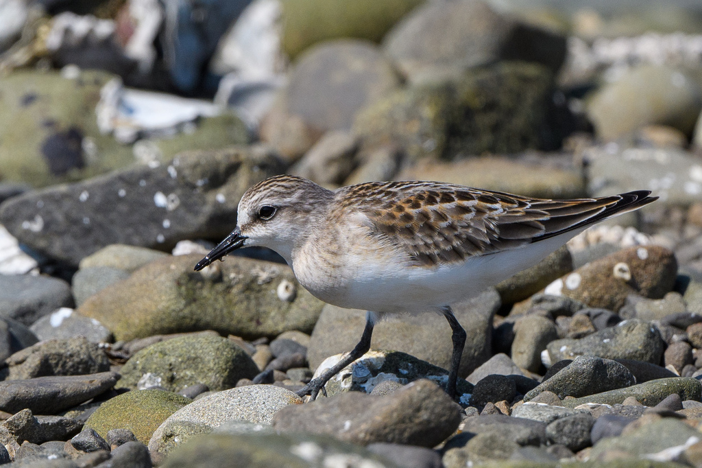 2025年9月7日 男里川河口でオオメダイチドリ、オバシギ他: 還暦