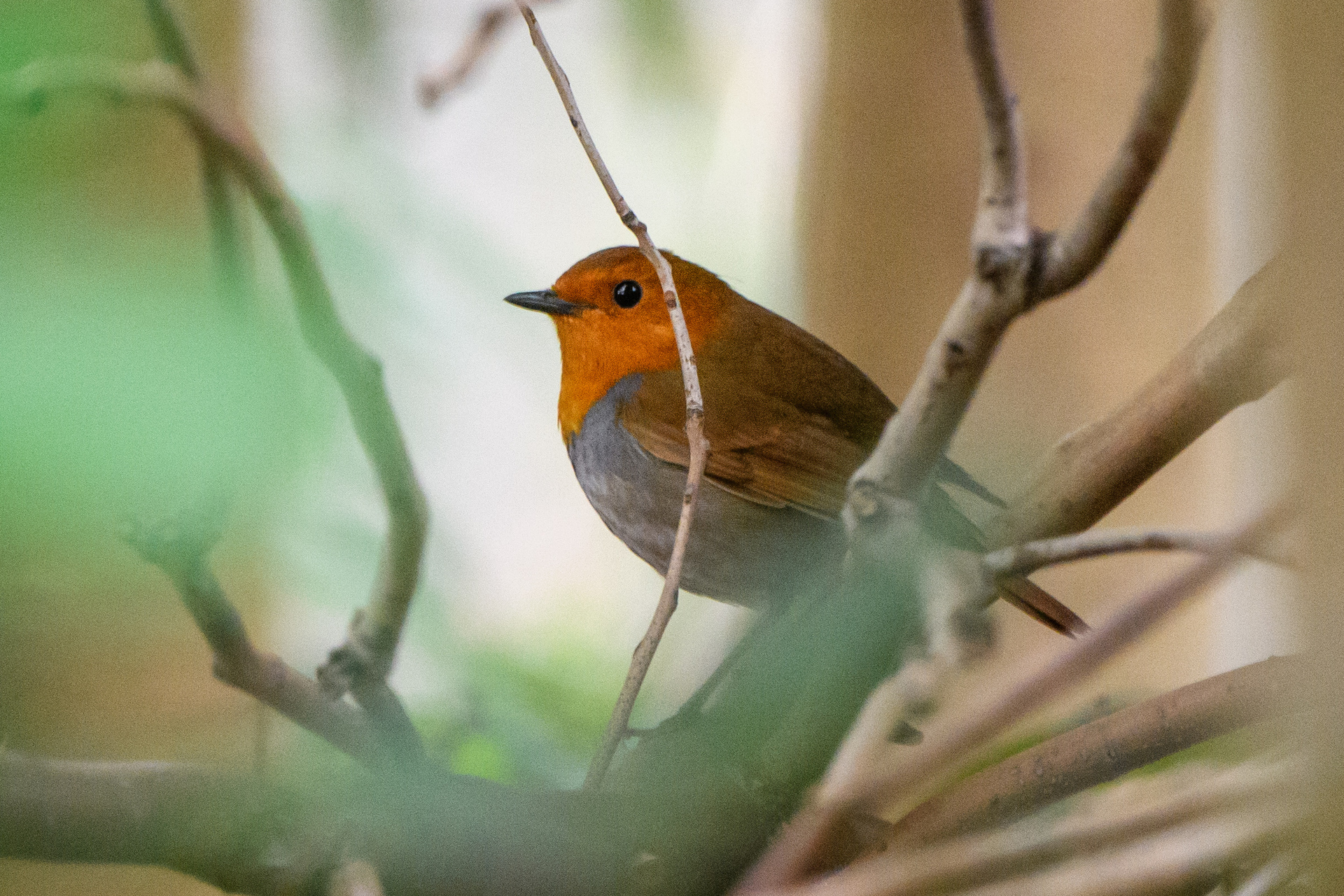 2025年4月13日 地元の公園でコマドリ: 還暦過ぎオヤジの花、鳥