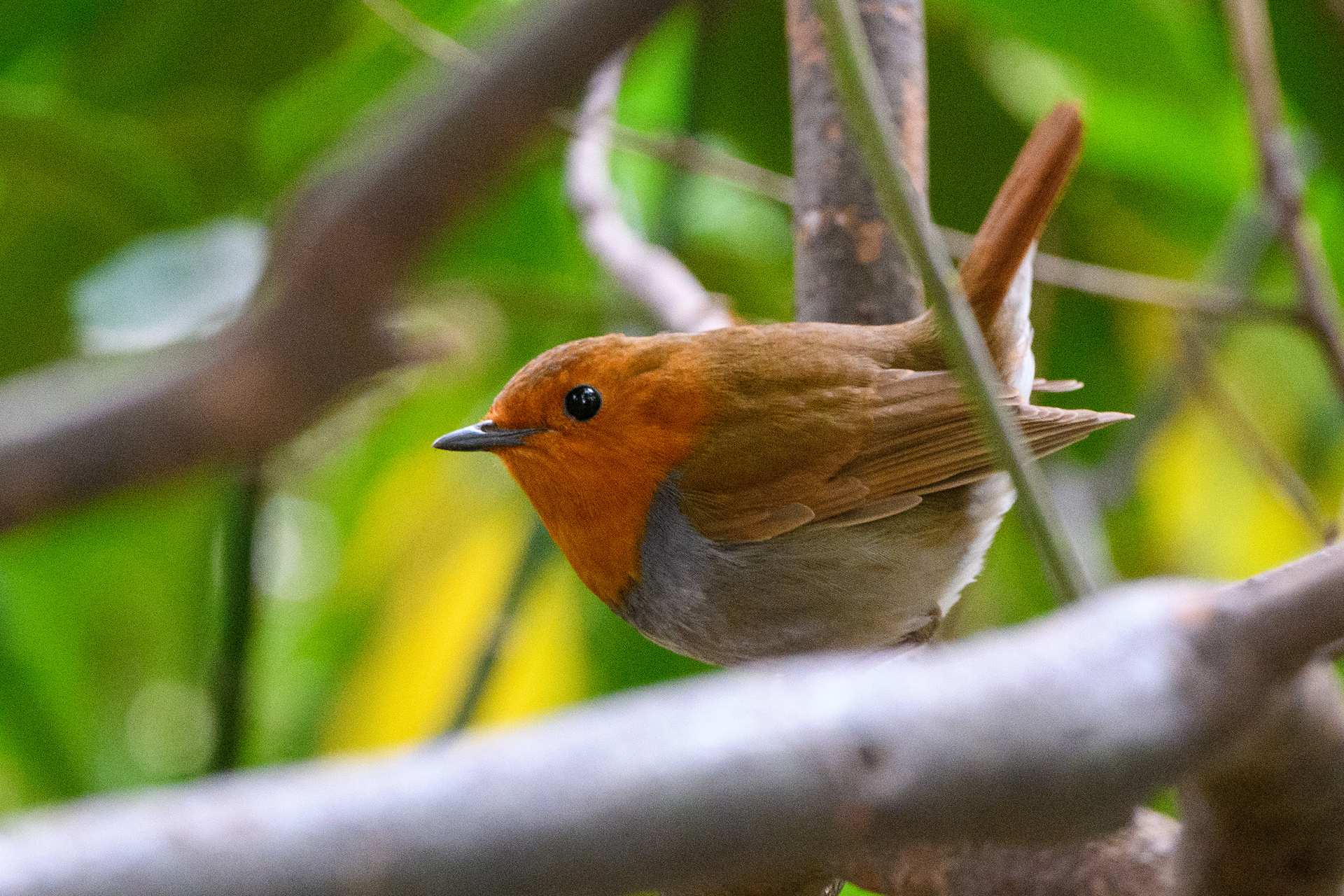 2025年4月13日 地元の公園でコマドリ: 還暦過ぎオヤジの花、鳥
