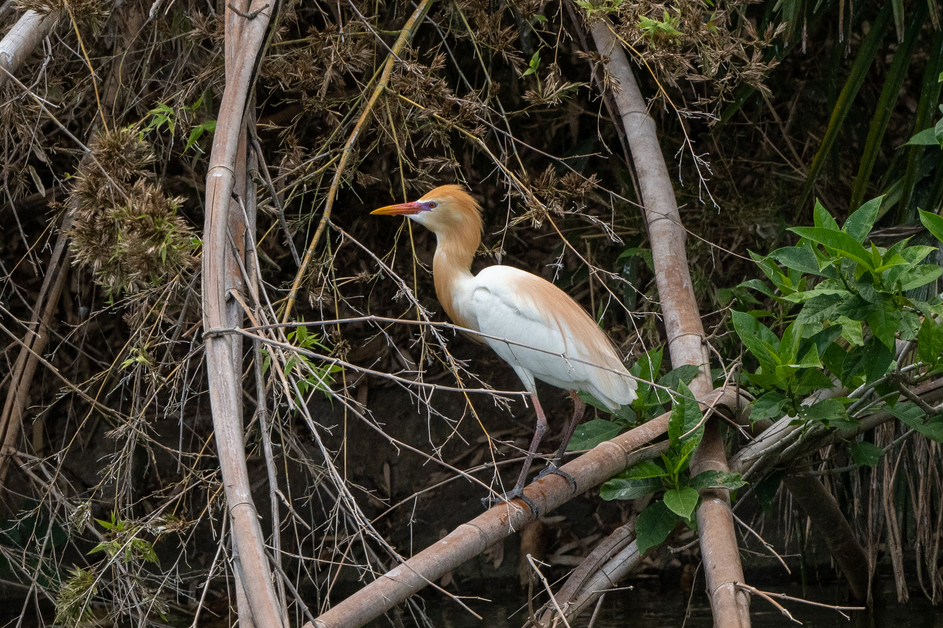 2023年5月28日 奈良市の古墳でアマサギ: 還暦過ぎオヤジの花、鳥