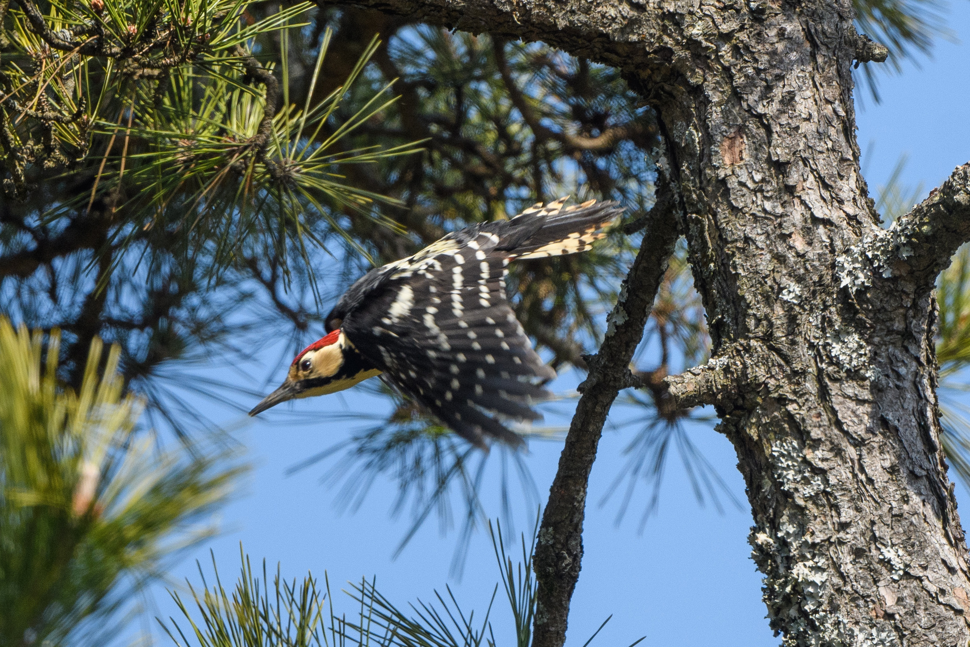 2024年3月16日、17日 和泉葛城山のオオアカゲラ: 還暦過ぎオヤジの花、鳥、月、風2